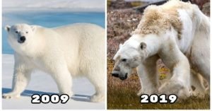 oso polar