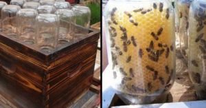 abejas