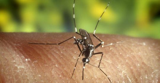 ignis-natura-salud-mosquito