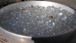 abejas