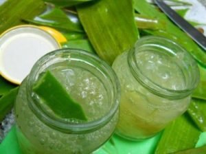 aloe vera