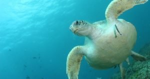 tortugas