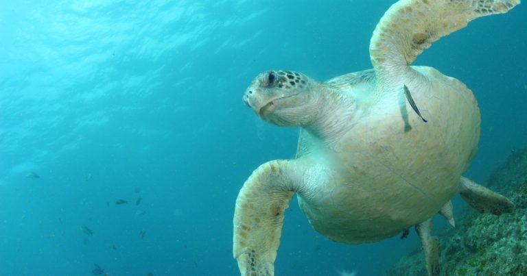 tortugas