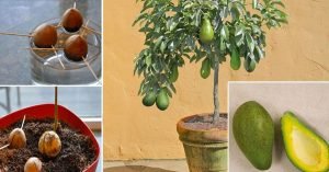 aguacate
