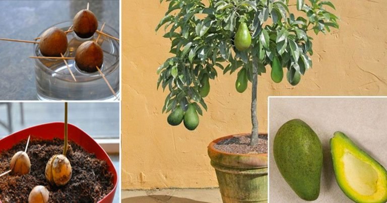 aguacate