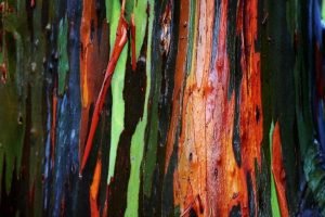 árboles de colores