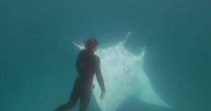 mantarraya