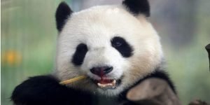 Zoológico de Berlín