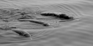 ballenas