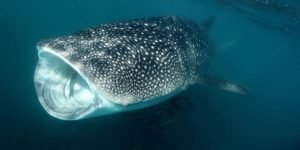ballena