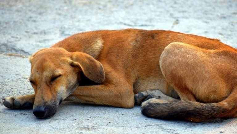 perro callejero