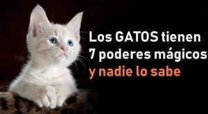 gatos