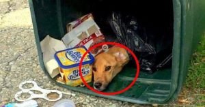 perrita