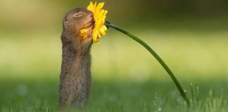 imagen de una ardilla