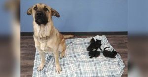 perrita cuida de gatitos abandonados