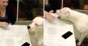 mascota