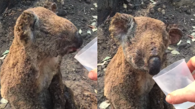 Australia koala
