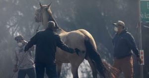caballo incendio