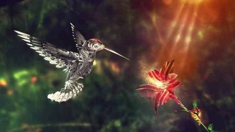 colibrí
