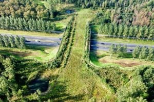 animales puente cruce Holanda
