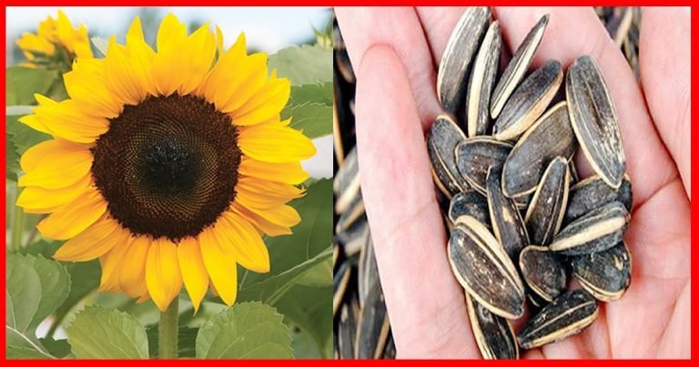 semillas de girasol