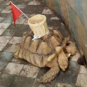 Maltrato a una tortuga en China