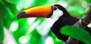 Cierre de zoológicos