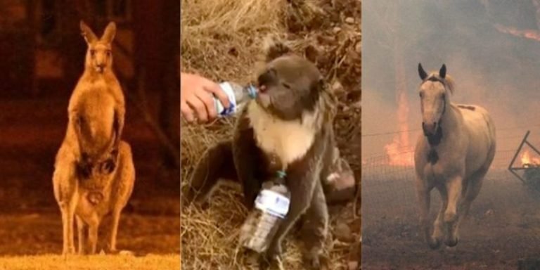 Feroces incendios acaban con la fauna australiana