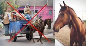 Caballos en Nuevo León