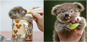adoptar a un koala