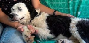 permiso laboral para cuidar de tu mascota