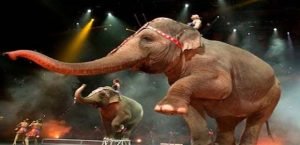 animales de circos