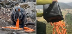 comida para los animales de Australia