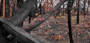 nacimiento de flores en Australia