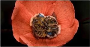 abejas durmiendo