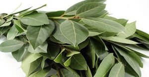 Infusiones de laurel y beneficios para la salud