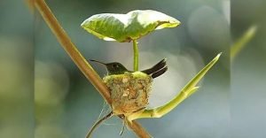 nido de colibrí