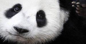 el panda fuera de extinción