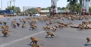 efectos del coronavirus en Tailandia