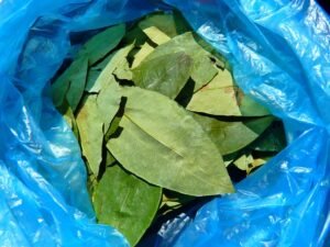 Coca leaves 43289