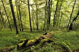 Dioxido de carbono bosques ignis natura