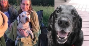 Mujer y sus perros ignisnatura