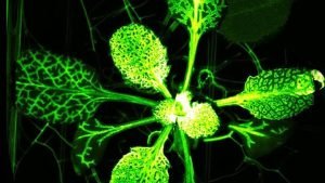 Sistema nervioso de las plantas ignisnatura