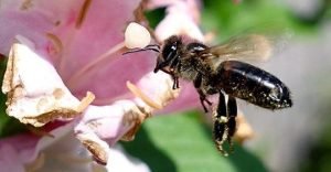 avispas gigantes asiáticas