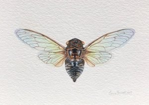 cigarras