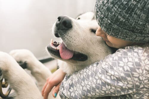 Los perros sienten amor, alegría, tristeza, y hasta celos según estudios