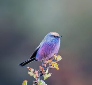 pájaro