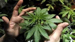 Sociedad Cannabis Ciudadanos Salud 195242140 29585930 1024x576