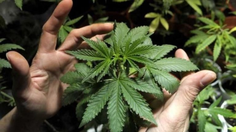 Sociedad Cannabis Ciudadanos Salud 195242140 29585930 1024x576