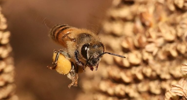 abejas